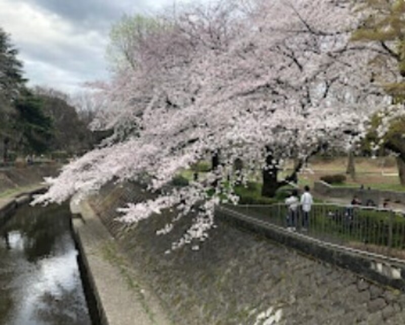 パレス永福_近くの公園・緑地_1枚目